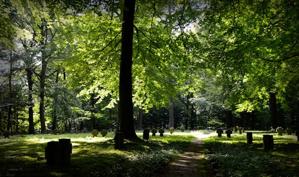 peaceful meditation scene