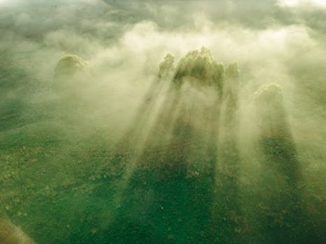 lush green forest with sunlight filtering through